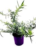 Französischer Estragon Artemisia dracunculus Kräuter Pflanze 2stk
