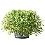 Soleirolia soleirolii Helxine Grün | Zimmerpflanze für das Home Office (10-20cm im Topf)