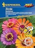 Zinnie 'Bumblebee',1