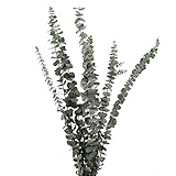 Eukalyptus Getrocknet, Lyeiaa 10 Stück Echt Trockenblumen, Getrocknet Blumen Deko, Natürlich Dried Flower Bouquet Trockenblumenstrauß, Schlafzimmer / Badezimmer / Balkon / Wohnzimmer Deko, Grü