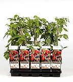 Himbeere - Rubus idaeus Malling Promise ca. 60 cm ertragreiche Gartenhimb