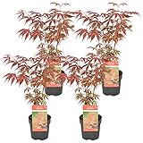 Fächer-Ahorn | Acer Palme. 'Atropurpureum' pro 4 Stück - Freilandpflanze im Gärtnertopf ⌀10,5 cm - ↕30-35