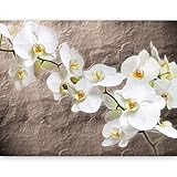 murando Fototapete Blumen Orchidee 400x270 cm Vlies Tapeten Wandtapete XXL Moderne Wanddeko Design Wand Dekoration Wohnzimmer Schlafzimmer Büro Flur Struktur 10080906-15