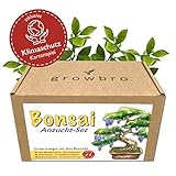 Bonsai – growbro - Wisteria Anzuchtset inkl. Klima-Karten, ZÜCHTE DEINEN EIGENEN BONSAI BRO, Geschenke für Frauen und Männer, Bonsai Starter Kit inkl. Samen, Sprühflasche,