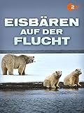 Eisbären auf der F