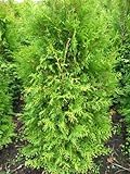 Brabant Lebensbaum Thuja occidentalis Brabant 100-125 cm hoch im 5 L