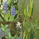 Teichpflanzen Set Mini Teich mit Wasserschwaden, Kalmus, Fieberklee und Hechtkraut aus Naturteichen, tolle Ware, nie Wieder Algenprob
