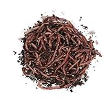 natursache.de I Angelwurm - Dendrobena - der Universal-Wurm für unbesorgtes langes Angeln, Anzahl:100 STK./Box