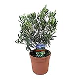 Mein schöner Garten Olivenbäumchen - 1er Set - Olea europaea - Olivenbaum - Liefergröße inklusive Topf: 15-25 cm - winterhart - pfleg