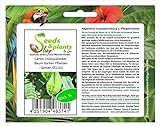 Stk - 3x Carica cnidoscoloides Baum Garten Pflanzen - Samen ID1163 - Seeds Plants Shop Samenbank Pfullingen Patrik Ip