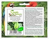 Stk - 3x Carica cnidoscoloides Baum Garten Pflanzen - Samen ID1163 - Seeds Plants Shop Samenbank Pfullingen Patrik Ip
