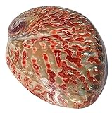 TNSYGSB 12-13cm polierte Natürliche Muschelschalen Große helle rote Abalone-Shell mit Box Home Fensterdekoration Muscheln für Dekoration Muschel deko (Color : 1011cm)
