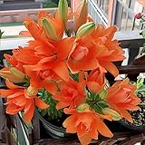 Lilien Zwiebeln Winterhart Orientalische Lilie Stargazer Mehrjährig und Winterhart Blumenzwiebeln Eine Packung enthält Blumenzwiebeln Pflanzen in Topqualität (3, Orange)