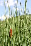 4er-Set im Gratis-Pflanzkorb - Typha laxmannii - Lockerer- Schlanker-Rohrkolben - Wasserpflanzen W