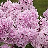 Phlox paniculata 'Charlotte' | Phlox Stauden Winterhart | Für Bienen und Schmetterlinge | Pflanze für Garten Winterhart | Höhe 25-35cm | Topf-Ø 13