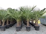 Palme XL 130-160 cm Trachycarpus fortunei, Hanfpalme, winterhart bis -18°C