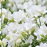 FStening 2 Stück Weiße reine schöne Freesien Zwiebeln zum Pflanzen in Hofgärten Geeignete Anfänger Gärtner-Einsteiger-B
