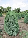 Chamaecyparis lawsoniana 'Ellwoodii' - Kegelzypresse 'Ellwoodii' 40-60
