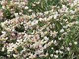 Cytisus scoparius Mrs. Norman Henry - Edelginster Mrs. Norman Henry
