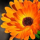 CHTING 200 Stück Orange Calendula Samen Reichhaltiges Aroma Schöner Schnittblumenstrauß Den Innenhof Dekorieren Pflegeleicht Von Gärtnern Gelieb