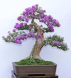 15 Samen Syringa vulgaris (Flieder Gemeinsame Lila Baum) B