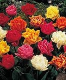 50 Gefüllte gemischte Tulpenzwiebeln Blumenzwiebeln Tulp