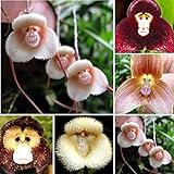 Blumensamen 1 Tasche Blume Samen seltene neuartige Form vielseitige auffällige Haus Pflanze Samen für Garten - 200pcs Affe Gesicht Orchidee S