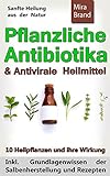 Pflanzliche Antibiotika & Antivirale Heilmittel: Sanfte Heilung aus der Natur (Inkl. Grundlagenwissen der Salbenherstellung und Rezepten)