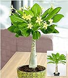 BALDUR Garten Hawaii-Palme, 1 Pflanze Zimmerpflanze blühend Brighamia insignis Zimmerp