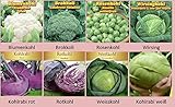Kohlsamen Set 8 Sorten Profisaatgut Kohlrabi Saatgut Rotkohl Wirsing Rosenk