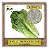 BIO Salat Samen Romana-Salat Valmaine Gemüsesamen Roma Salat Saatg