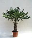 Winterharte Hanfpalme - Trachycarpus fortunei (150-180cm Stamm 40-50cm im 20Ltr. Topf)