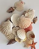 hibuy Muscheln gemischt, Muschelsortiment zum Dekorieren und Basteln, Muschel Sortiment, ca 25 Teile Muschelmix
