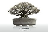 Bonsai Trees (English Edition)