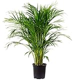 Goldfruchtpalme - Areca Dypsis Lutescens - Höhe 130-150 cm - ECHTE PFLANZE - KEIN EKUNSTPFLANZE