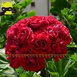 10 Samen/Pack, Riesen Red Appleblossom Rosebud Pelargonium Geranium Blumen-Samen-DIY Hausgarten Einp