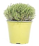 mgc24 Zitronenthymian, echte frische Kräuter Pflanzen im 14cm Topf, Thymus citriodorus, Höhe ca. 15