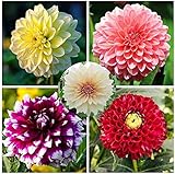 Geeignete Pflanzung In Kühler Umgebung Blumen Mit Hohem Zierwert 300 Stück Gemischte Charmante Spezielle Dahlia Samen GLTING