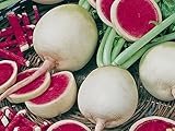 Radieschen - Radies - Winterradieschen - Wassermelone (100 Samen)