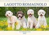 Lagotto Romagnolo - Der Trüffelhund aus Italien (Wandkalender 2022 DIN A4 quer) [Calendar] Starick, Sigrid [Calendar] Starick, Sig