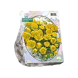 Eranthis Cilicica - Winterlinge - Blumenzwiebeln - 30 Stk - Gelb