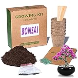 Bonsai Starter Kit Growing Kit, 3 Pflanzenarten: Indische Lagerstremia, Schwarzkiefer, Stachelige Fichte, Samen, Aussaatanleitung, Erde, Torftöpfe, Bio-Geschenkidee, Anzucht zu H