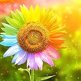 Malen nach Zahlen für Erwachsene Blume DIY Ölgemälde Sonnenuntergang Löwenzahn Acryl Malen nach Zahlen Kits für Kinder Erwachsene für Home Wall Decor 20x20 Zoll R