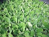 MUSCHELBLUME XXL - Pistia stratiodes - Wassersalat - Schwimmpflanze - Teichpflanze - H2O