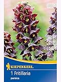 Kaiserkronen Fritillaria Persica Persische Schachbrettb