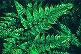 Muralo Selbstklebende Fototapete 90 x 60 Farn Blätter Natur Tapete Pflanzen Flora Dschungel Exotik Wohnzimmer Schlafzimmer Wandbilder XXL Wand Br. 90 cm x Hö. 60