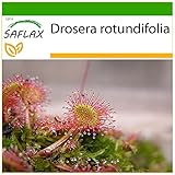 SAFLAX - Rundblättriger Sonnentau - 50 Samen - Mit keimfreiem Anzuchtsubstrat - D