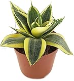 Sansevieria trifasciata 'Golden Hahnii', Zwergsorte des bekannten Bogenhanf - sehr schöne Sukkulente/Sanseverie - dekoratives Dickblatt - pflegeleichte Zimmerp