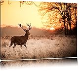 Hirsch im Sonnenuntergang Format: 100x70 auf Leinwand, XXL riesige Bilder fertig gerahmt mit Keilrahmen, Kunstdruck auf Wandbild mit Rahmen, günstiger als Gemälde oder Ölbild, kein Poster oder Plak