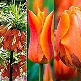 42x Blumenzwiebeln Mix 'Border Bouquet' | Tulpen Zwiebeln und Kaiserkronen | Frühjahrsblüher Zwiebeln | Blumenzwiebeln Mehrjährig W